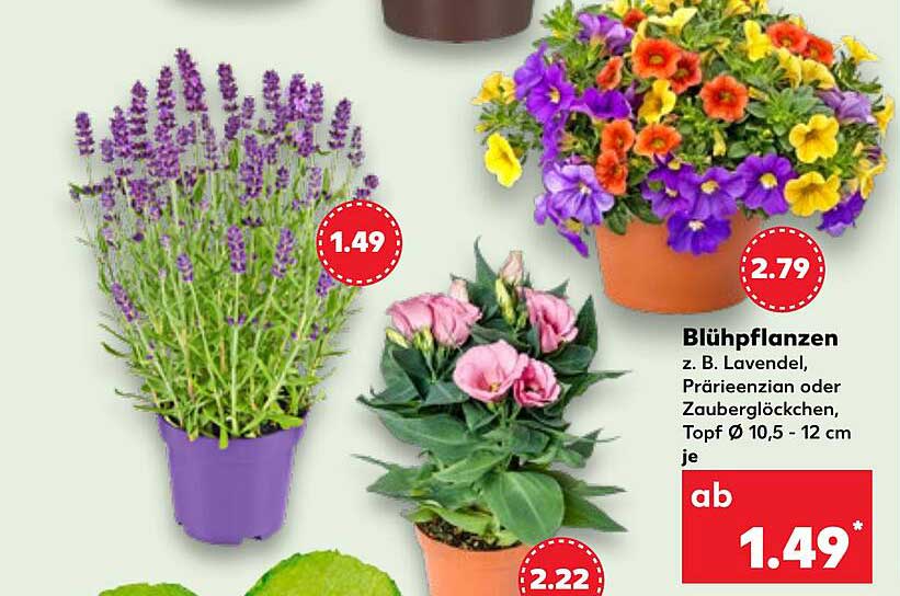 Blühpflanzen z. B. Lavendel, Prärienzian oder Zauberglöckchen, Topf Ø 10,5 - 12 cm je