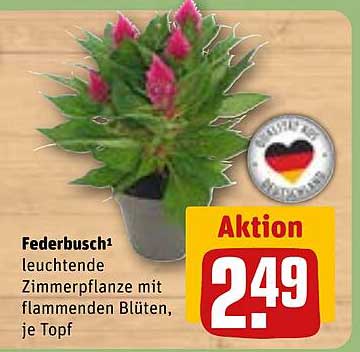 Federbusch - leuchtende Zimmerpflanze mit flammenden Blüten, je Topf