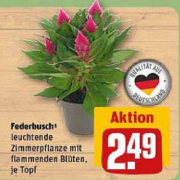 Federbusch® leuchtende Zimmerpflanze mit flammenden Blüten, je Topf