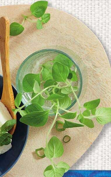 Frische Oregano-Pflanze im Topf