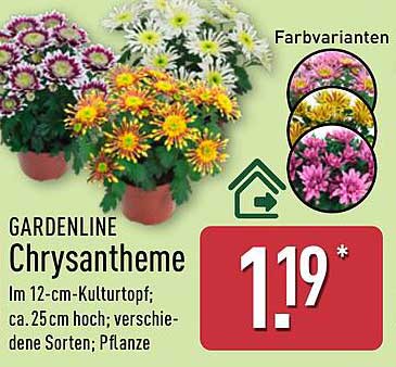 GARDENLINE Chrysantheme