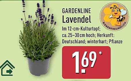 GARDENLINE Lavendel