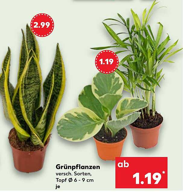 Grünpflanzen verschiedenster Sorten, Topf Ø 6 - 9 cm