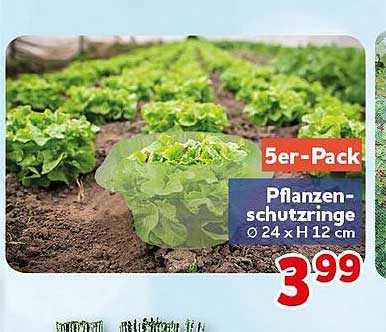 5er-Pack Pflanzenschutzringe Ø 24 x H 12 cm