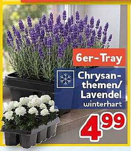6er-Tray Chrysanthemen/Lavendel winterhart