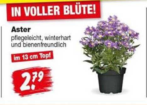 Aster pflegeleicht, winterhart und bienenfreundlich im 13 cm Topf