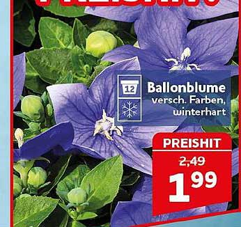 Ballonblume Versch. Farben winterhart