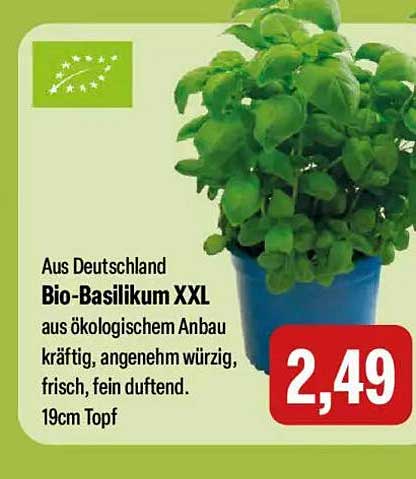 Bio-Basilikum XXL