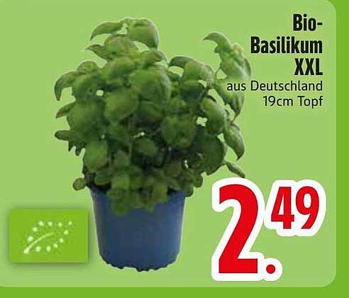 Bio-Basilikum XXL aus Deutschland 19cm Topf
