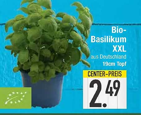 Bio-Basilikum XXL aus Deutschland 19cm Topf
