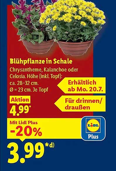 Blühpflanze in Schale