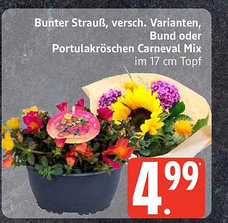 Bunter Strauß, versch. Varianten, Bund oder Portulakröschen Carneval Mix im 17 cm Topf