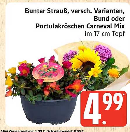 Bunter Strauß, versch. Varianten, Bund oder Portulakröschen oder Carneval Mix im 17 cm Topf