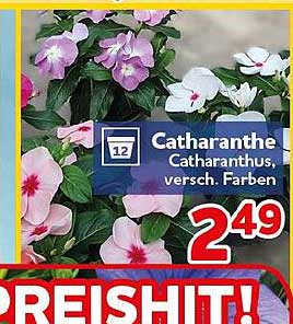 Catharanthus, Catharanthus, versch. Farben