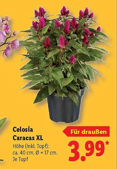 Celosia Caracas XL