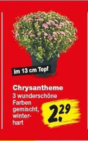 Chrysantheme 3 wunderschöne Farben gemischt, winterhart