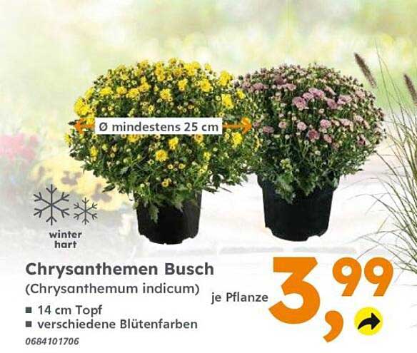 Chrysanthemen Busch