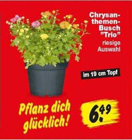 Chrysanthemen-Busch "Trio" riesige Auswahl!
