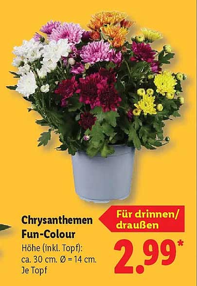 Chrysanthemen Fun-Colour