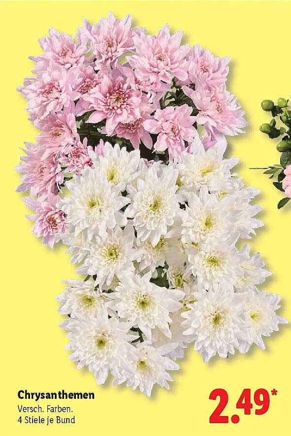 Chrysanthemen