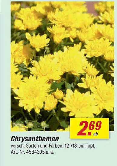 Chrysanthemen