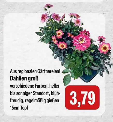 Dahlien groß