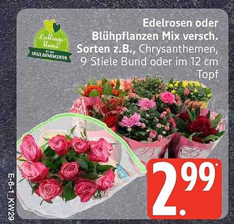 Edelrosen oder Blühpflanzen Mix versch. Sorten z.B., Chrysanthemen, 9 Stiele Bund oder im 12 cm Topf