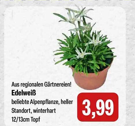 Edelweiß