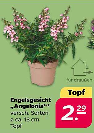 Engelsgesicht „Angelonia“* versch. Sorten Ø ca. 13 cm Topf