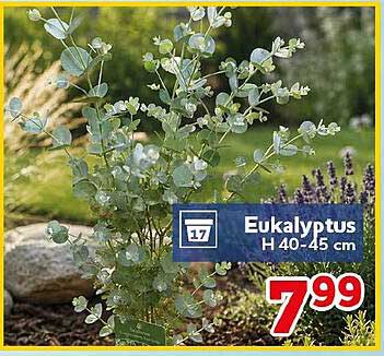 Eukalyptus H 40-45 cm