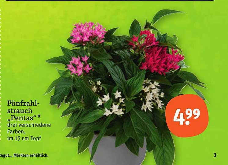 Fünfzahl-strauch „Pentas“