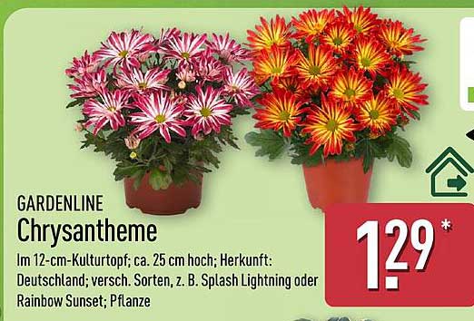 GARDENLINE Chrysantheme