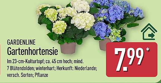 GARDENLINE Gartenhortensie