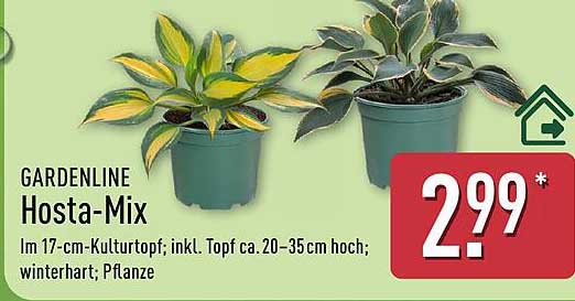 GARDENLINE Hosta-Mix