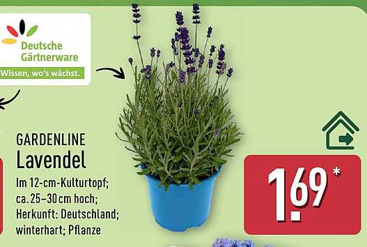 GARDENLINE Lavendel