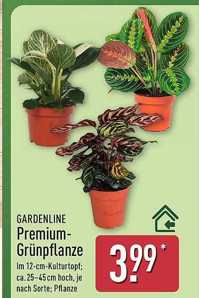 GARDENLINE Premium-Grünpflanze