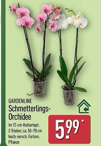 GARDENLINE Schmetterlings-Orchidee