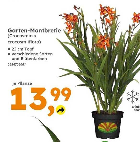 Garten-Montbretie (Crocosmia x crocosmiiflora)