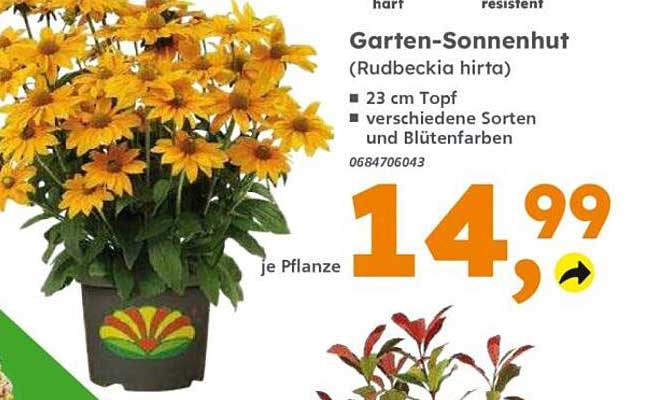 Garten-Sonnenhut (Rudbeckia hirta)