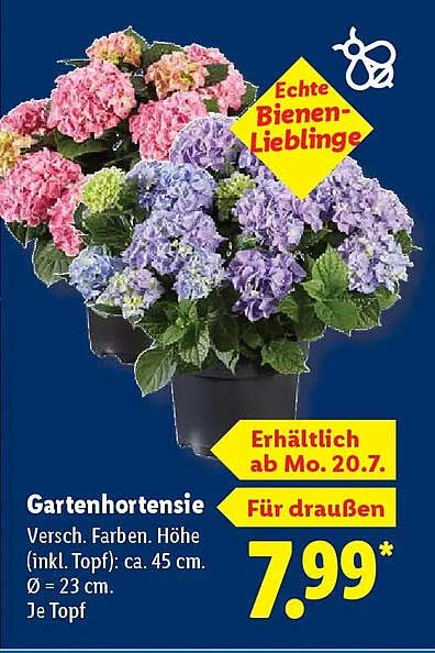 Gartenhortensie