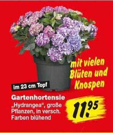 Gartenhortensie "Hydrangea", große Pflanzen, in versch. Farben blühend