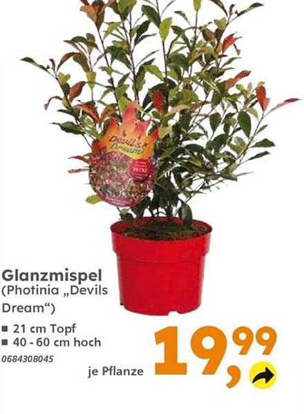 Glanzmispel (Photinia „Devils Dream“)