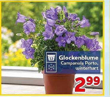 Glockenblume Campanula Porto, winterhart