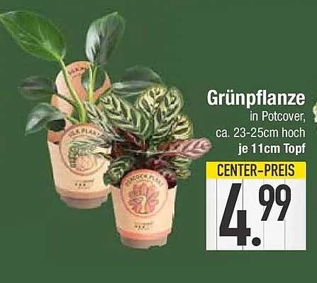Grünpflanze in Potcover, ca. 23-25cm hoch je 11cm Topf