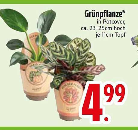 Grünpflanze* in Potcover, ca. 23–25cm hoch je 11cm Topf