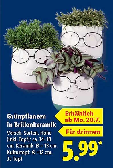 Grünpflanzen in Brillkeramik