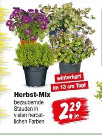 Herbst-Mix bezaubernde Stauden in vielen herbstlichen Farben