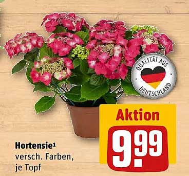 Hortensie¹ versch. Farben, je Topf