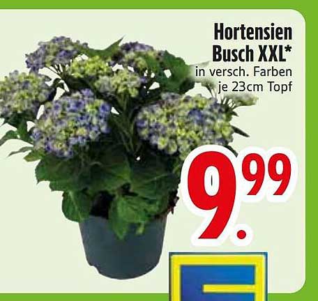 Hortensien Busch XXL*