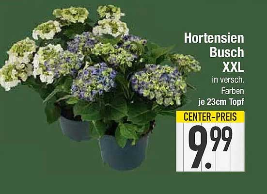 Hortensien Busch XXL in versch. Farben je 23cm Topf
